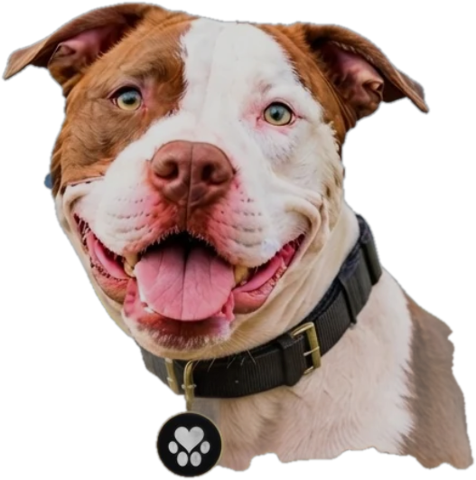Pebbles the dog